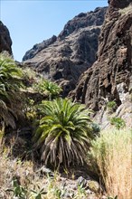 Palm trees in the Masca Gorge