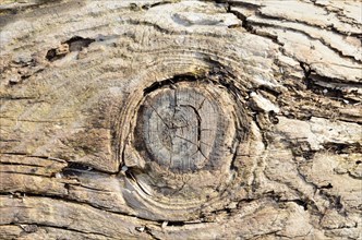 Weathered wood with a branch hole