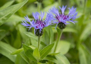 Mountain Knapweed