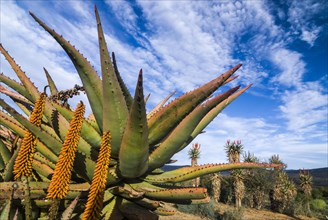 Cape Aloe (Aloe ferox)