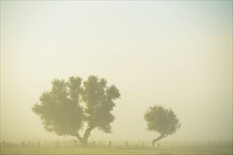 Two trees in the morning mist