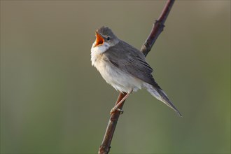 Marsh Warbler (Acrocephalus palustris) singing