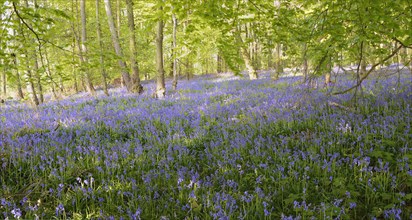 Spanish Bluebells (Hyacinthoides hispanica) in a deciduous forest