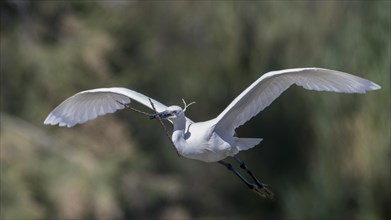 Flying Little Egret (Egretta garzetta)