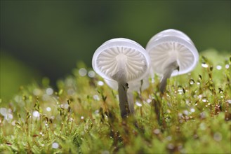 Porcelain fungi (Oudemansiella mucida) on a mossy trunk
