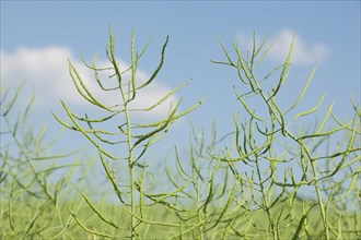 Oilseed Rape (Brassica napus)