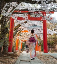 Japanese woman with kimono under blossoming cherry trees