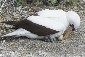 Nazca Booby (Sula granti) with an egg and a chick