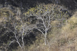 Palo Santo tree (Bursera graveolens)