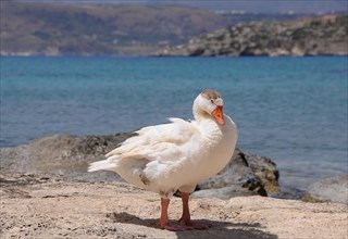 Goose (Anserinae) standing on the seashore