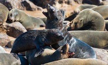 Fighting Brown Fur Seals or Cape Fur Seals (Arctocephalus pusillus) in a colony