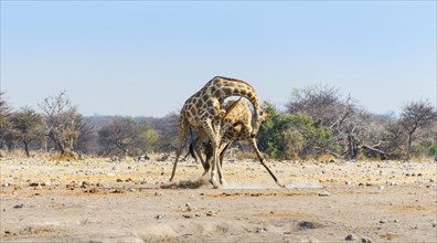 Two giraffes (Giraffa camelopardis) fighting with each other