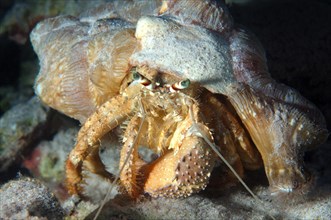 Anemone Hermit Crab (Dardanus tinctor)