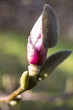 Bud of a Magnolia (Magnolia)