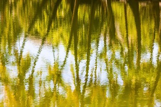 Palm trees being reflected in the Hopeaia Fishpond