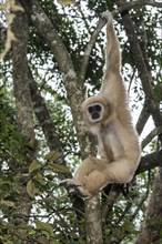 White-handed Gibbon (Hylobates lar) hanging in a tree