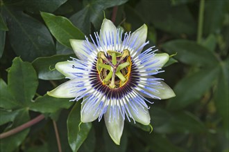 Flower of a Passion Flower (Passiflora sp.)