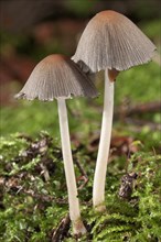 Pleated Inkcap or Little Japanese Umbrella (Coprinus plicatilis)