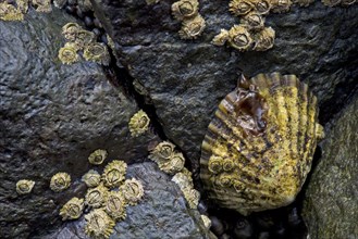 Limpets (Patellidae) in the surf zone on rocks