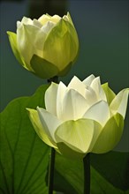 Two White Lotos Flowers (Nelumbo sp.)