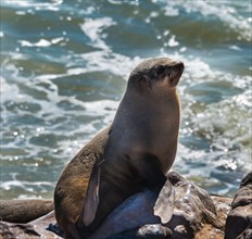 Brown Fur Seal or Cape Fur Seal (Arctocephalus pusillus)