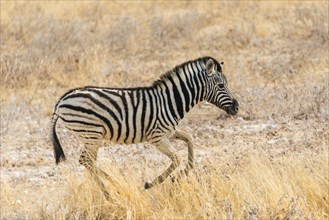 Young Plains Zebra or Burchell's Zebra (Equus quagga burchelli) running through dry grass
