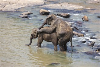 Asian elephants (Elephas maximus) from the Pinnawala Elephant Orphanage mating in the Maha Oya river