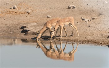 Group of Black Nose Impalas (Aepyceros melampus petersi) drinking at water
