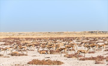 Herd of springboks (Antidorcas marsupialis)