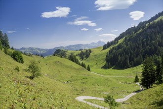 A path leading across lush meadows