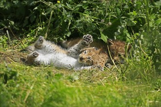 Playing young lynxes (Lynx)