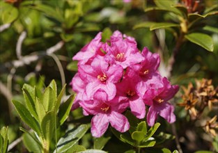 Hairy Alpenrose (Rhododendron hirsutum)