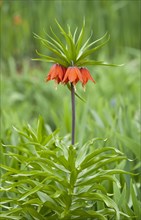 Crown Imperial Fritillary (Fritillaria imperialis Rubra)