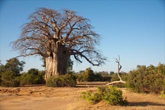 African Baobab (Adansonia digitata) in bushland
