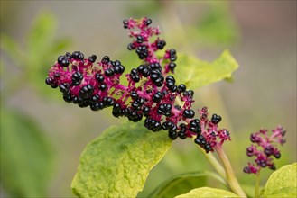 Red-ink Plant or Indian Pokeweed (Phytolacca acinosa)
