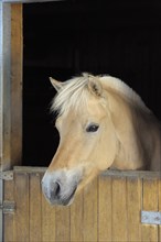 Fjord horse looking out of his box