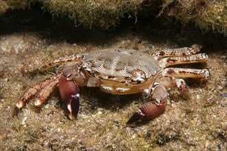 Marbled Rock Crab (Pachygrapsus marmoratus)