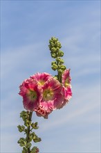 Flowering Hollyhock (Alcea rosea)
