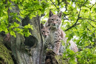 Two Eurasian Lynxes (Lynx lynx) on an old Pedunculate Oak or English Oak (Quercus robur)