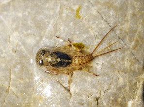 Larvae of Mayfly (Ephemeroptera) on stone in Isar