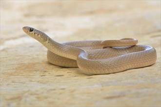 Ring-headed Dwarf Snake (Eirenis modestus)