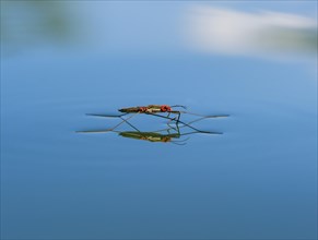 Common pond skater (Gerris lacustris) with red mites on water surface
