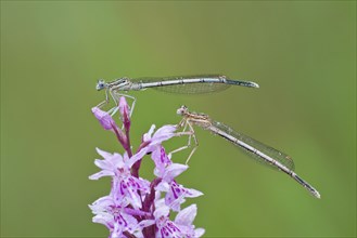 Two Blue-tailed Damselfies (Ischnura elegans) on a Heath Spotted Orchid or Moorland Spotted Orchid (Dactylorhiza maculata)