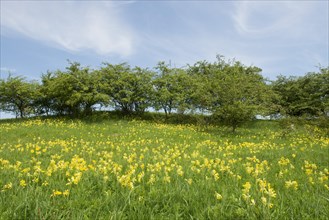 Spring field with Cowslip flowers (Primula veris)