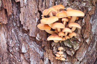Winter Mushrooms (Flammulina velutipes)