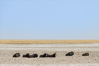 Blue Wildebeest (Connochaetes taurinus) lying in the midday heat