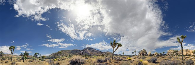 Panorama of Horror Rocks with Joshua Trees or Palm Tree Yuccas (Yucca brevifolia) and a cloudy sky