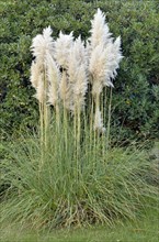Pampas Grass (Cortaderia sp.)