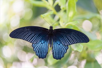 Spangle (Papilio protenor)