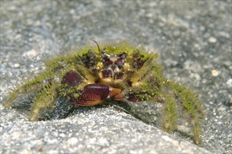 Bristly Crab (Pilumnus hirtellus)